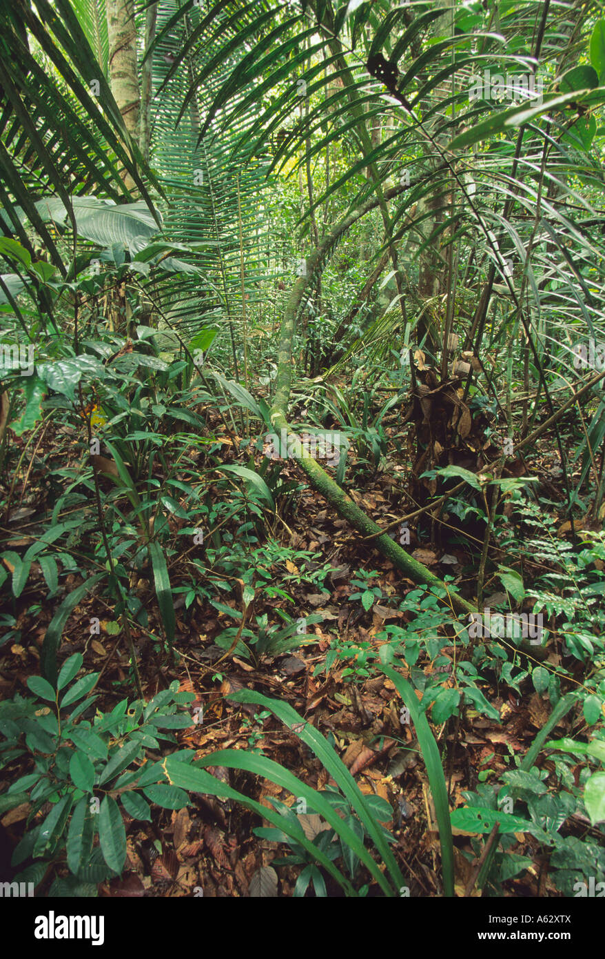 L'intérieur de l'Amazon rainforest montrant sous-étage des palmiers dans  l'Jau Parc national au Brésil Photo Stock - Alamy