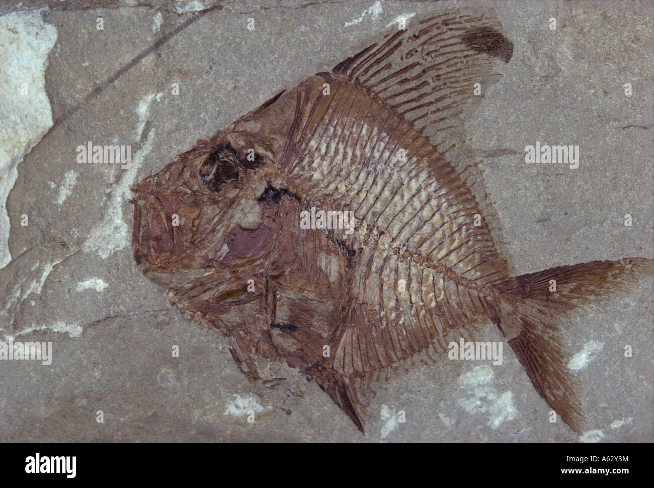 Aipichthys poissons fossiles du Crétacé du PSP Hakel Liban Warfield  Carrières de fossiles Photo Stock - Alamy
