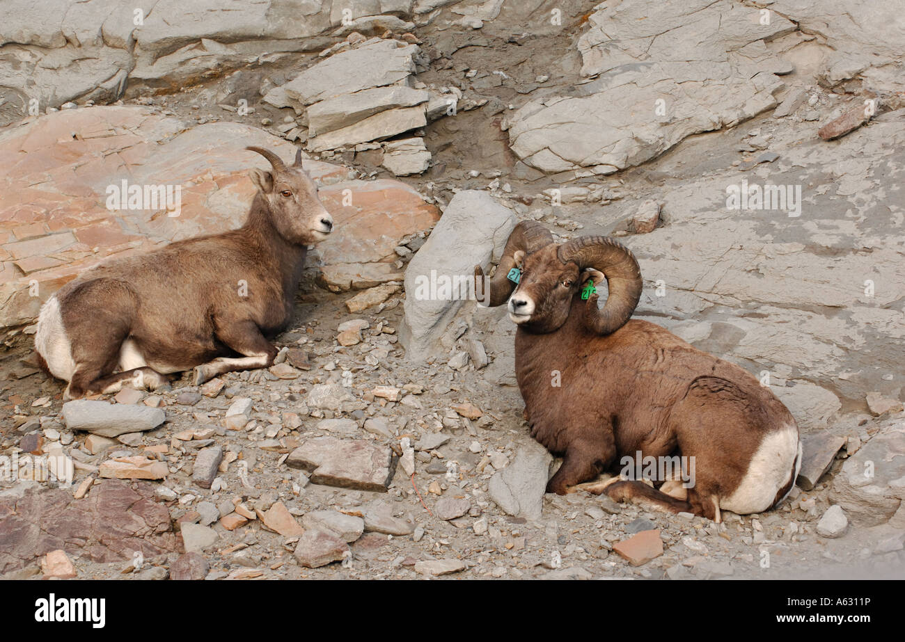 116 mouflons Banque D'Images