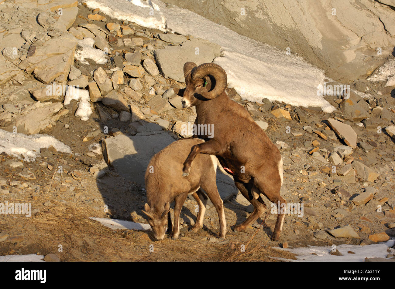 Les Mouflons Banque D'Images