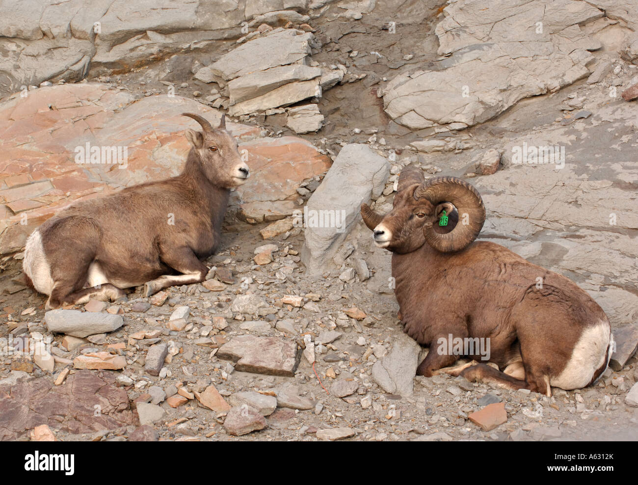 120 mouflons Banque D'Images