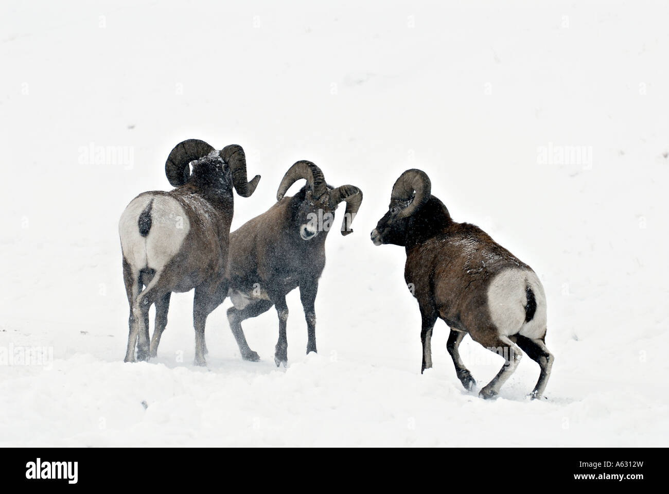 Le mouflon d'affrontent Banque D'Images