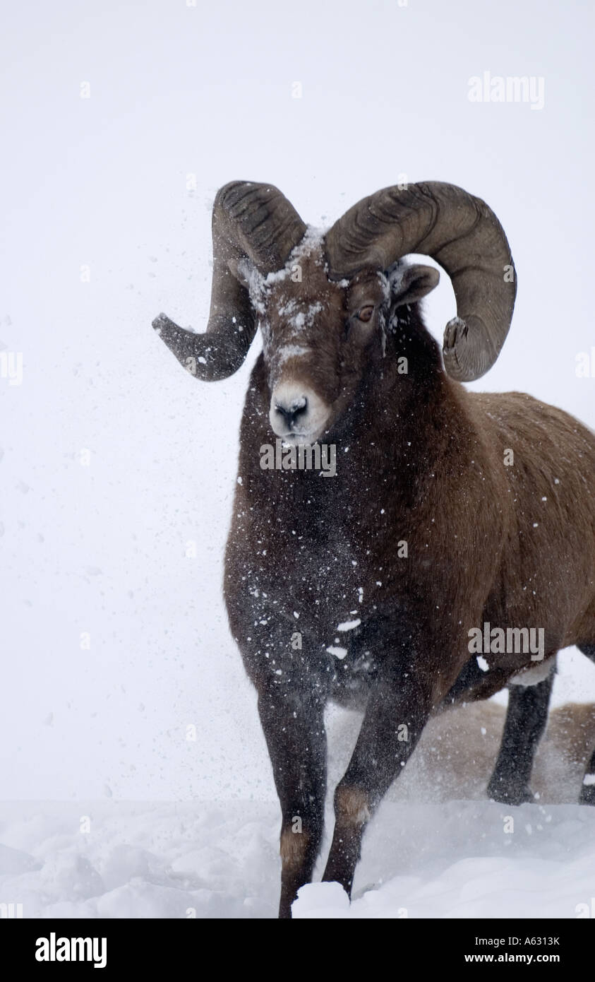 Mouflons 126 Banque D'Images