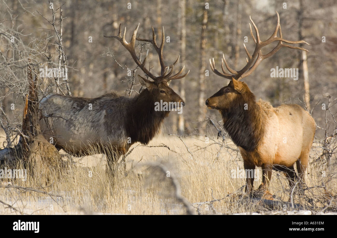 Bull Elk nez à nez Banque D'Images