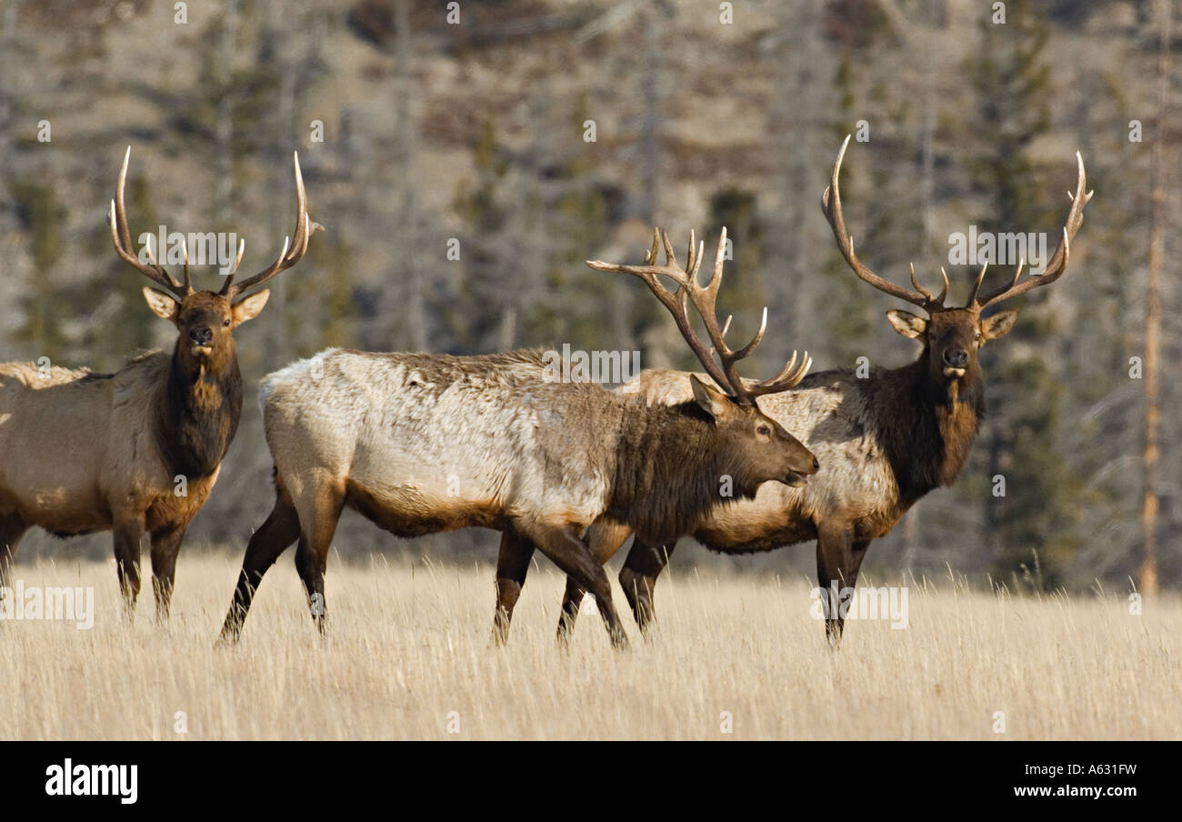 Troupeau de Bull Elk Banque D'Images