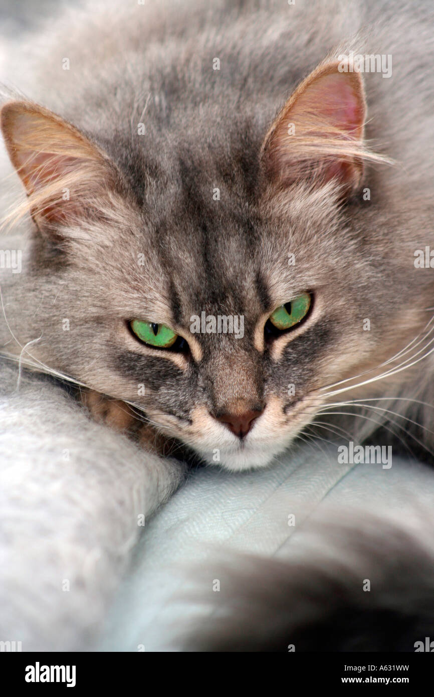 Chat regardant belle chatte féline aux yeux verts Photo Stock - Alamy