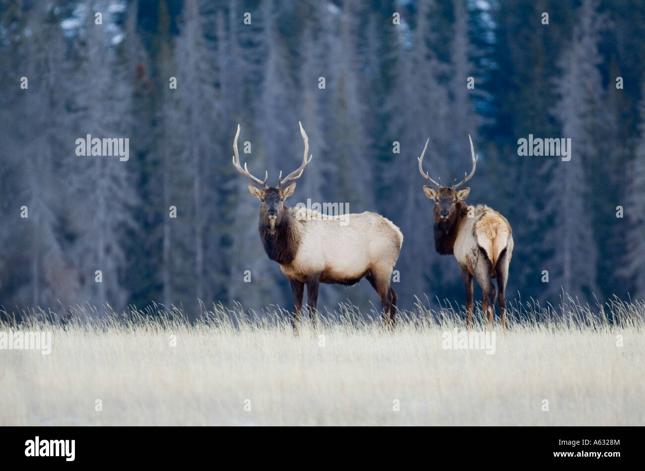 Deux Bull Elk Banque D'Images