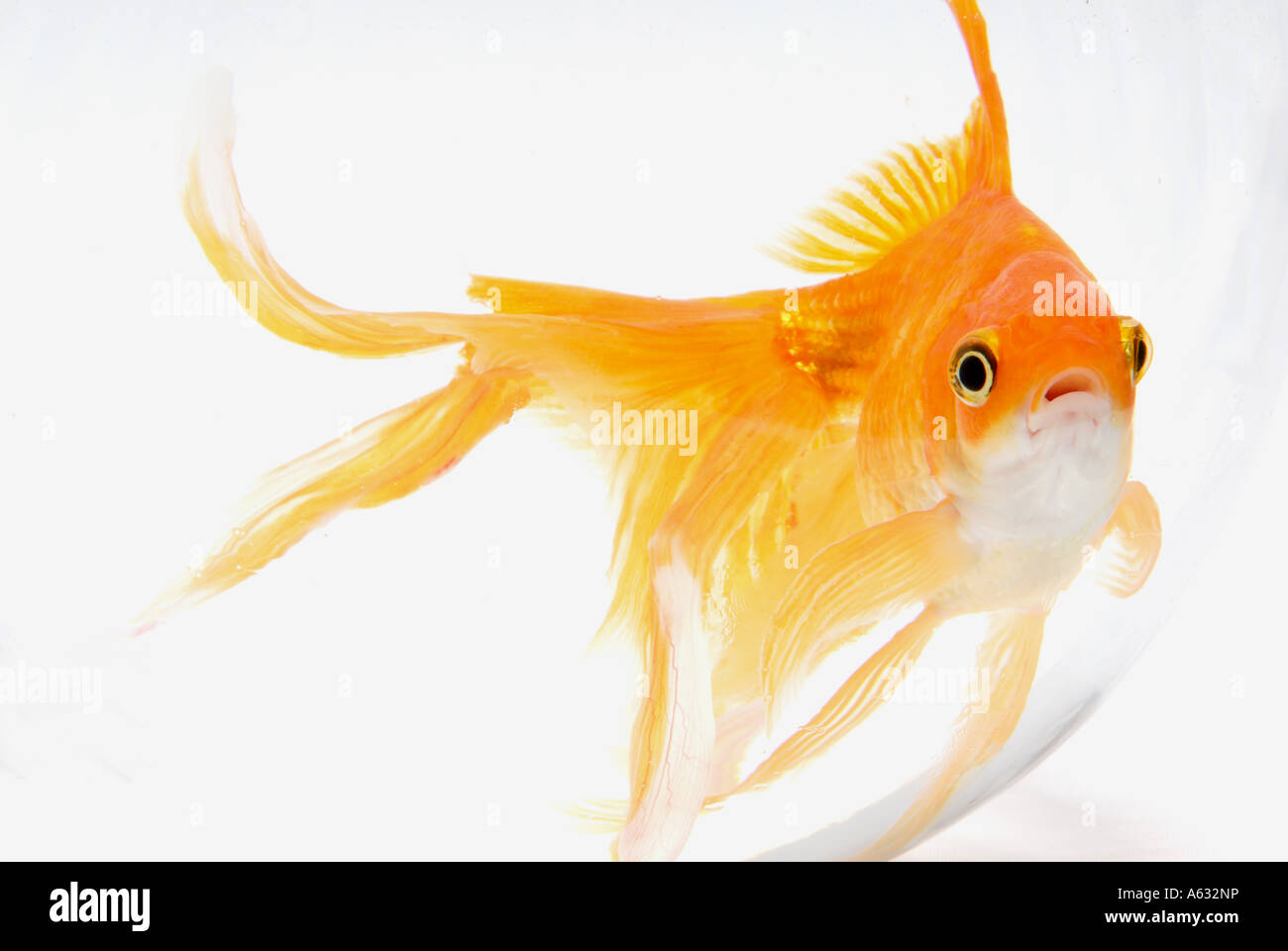 Poisson rouge/plage arrière. Banque D'Images