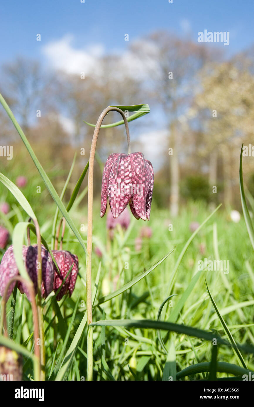 Photo de fleur Banque D'Images