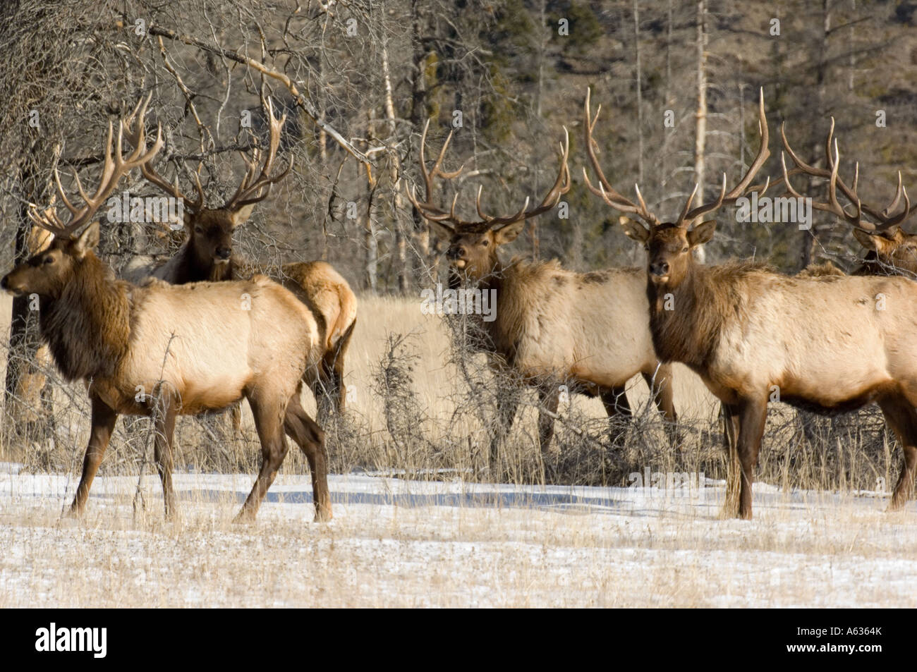 Un troupeau de wapitis bull Banque D'Images