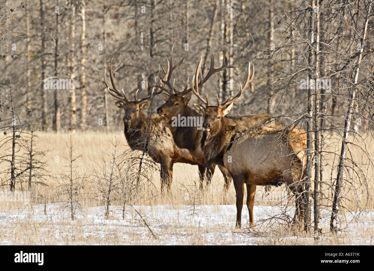 Trois Bull Elk Banque D'Images