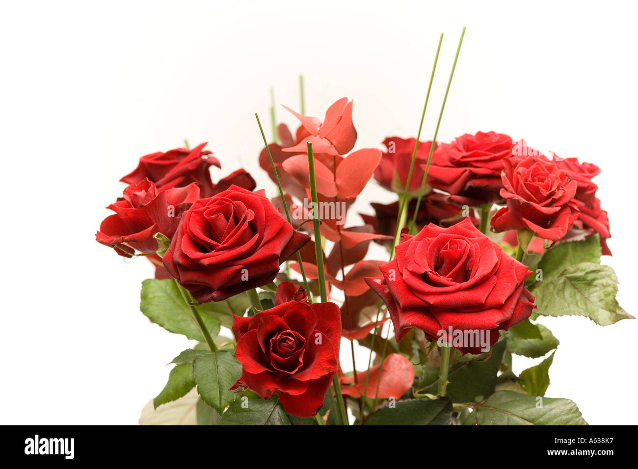 Roses rouges dans un vase Banque D'Images