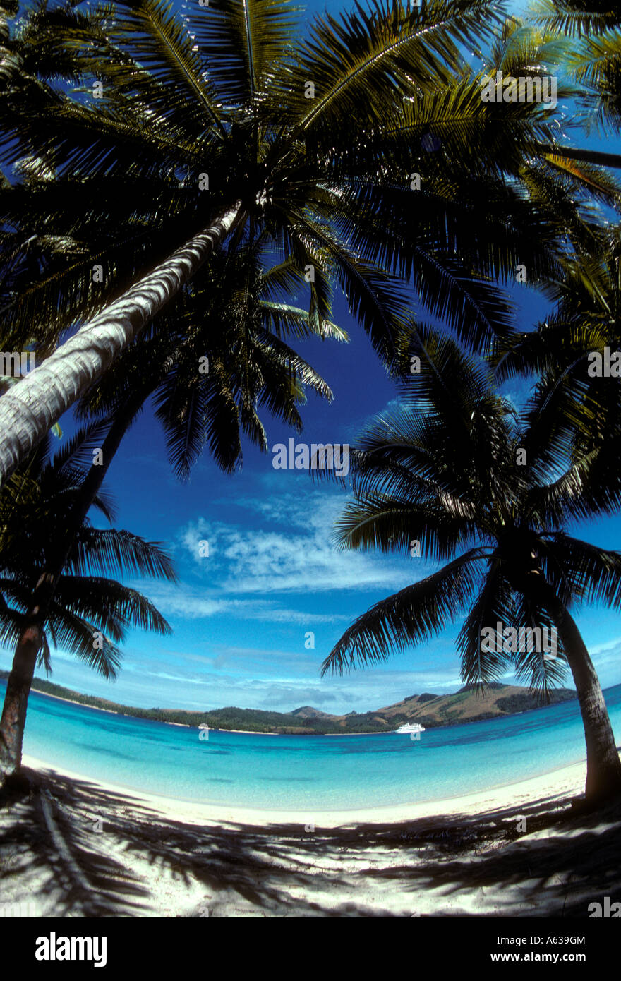 Palmiers, tawewa island, île matacawalevu, background, yasawa island group, Fiji Island île fidjienne, groupe, îles Fidji, îles Fidji, Pacifique sud Banque D'Images