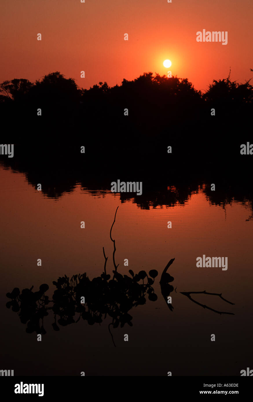 Coucher du soleil le nord de Pantanal au Brésil Banque D'Images