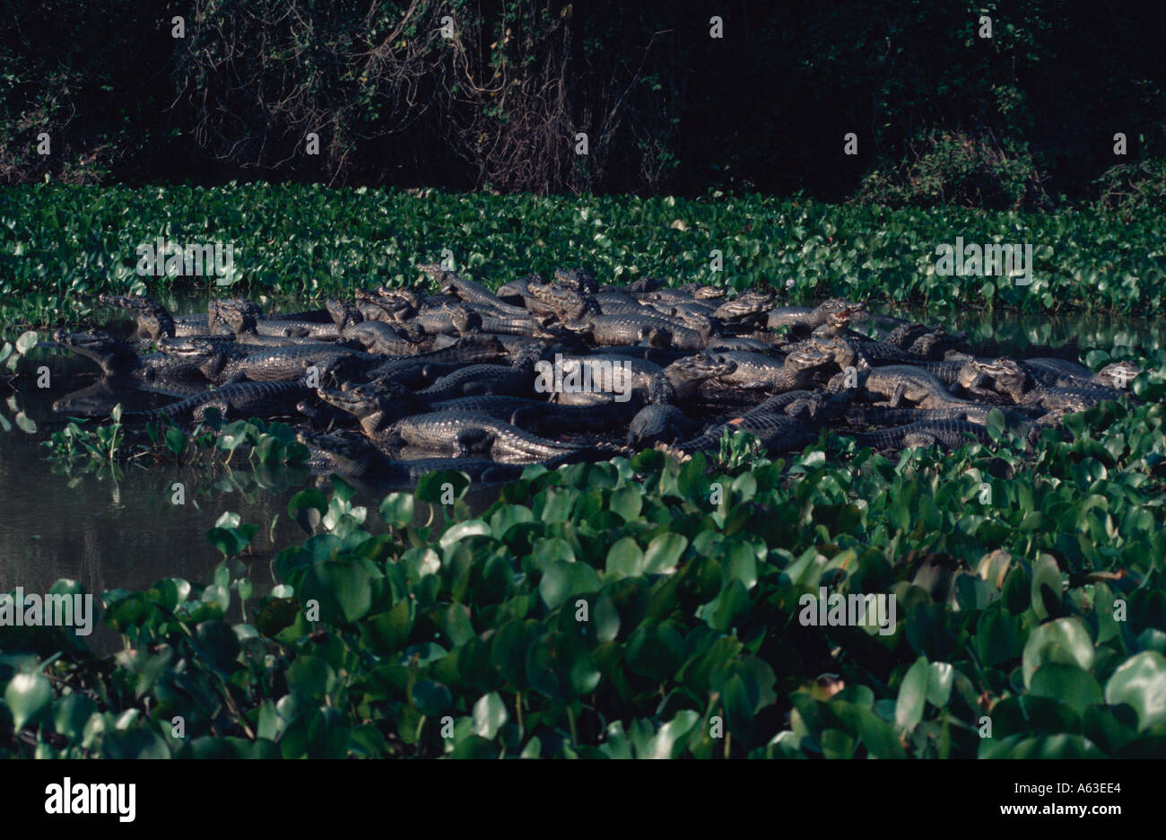 Le Caïman à lunettes Caïman crocodilus le nord du Pantanal au Brésil Banque D'Images