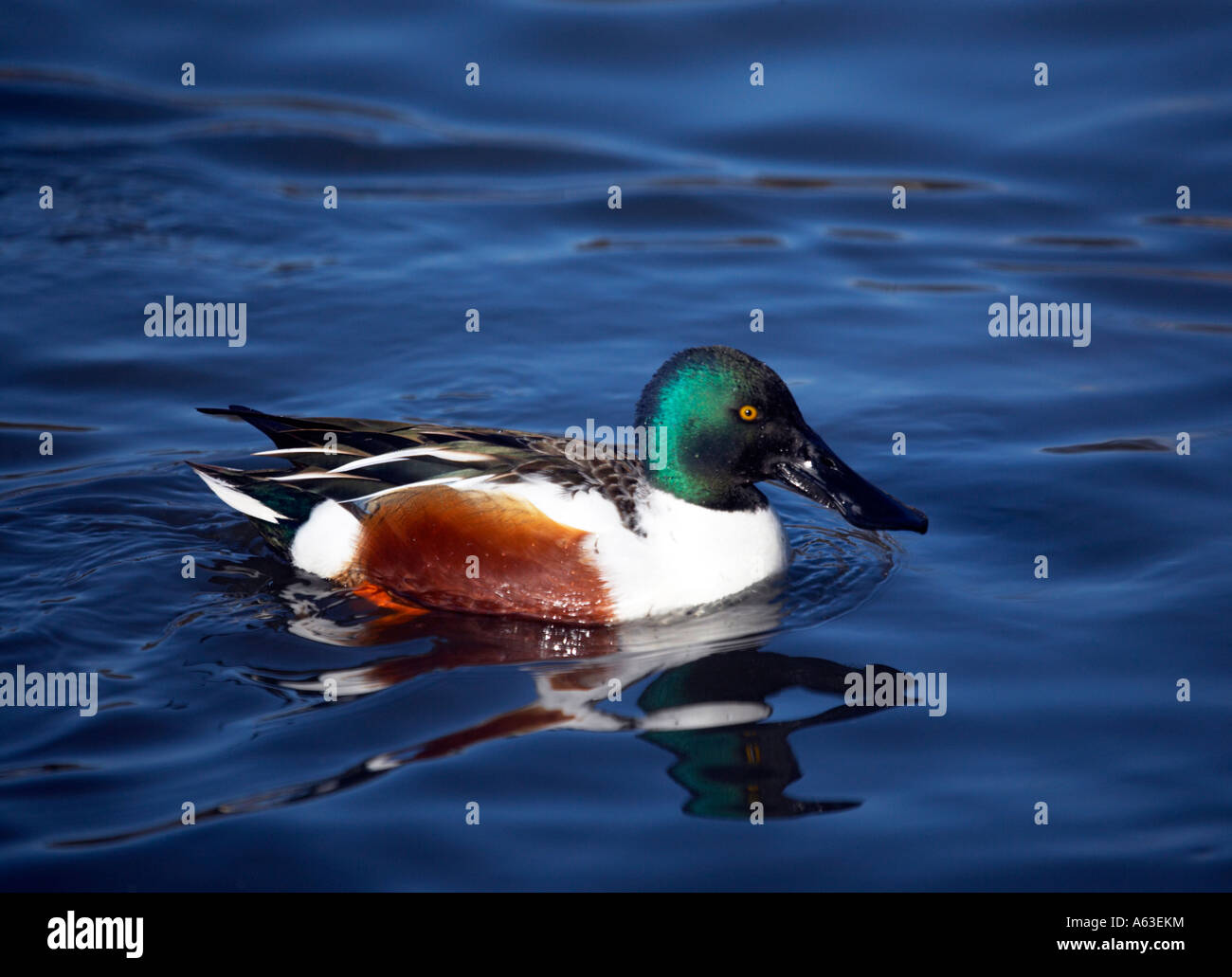 Le nord de l'^Shoveller Duck Banque D'Images