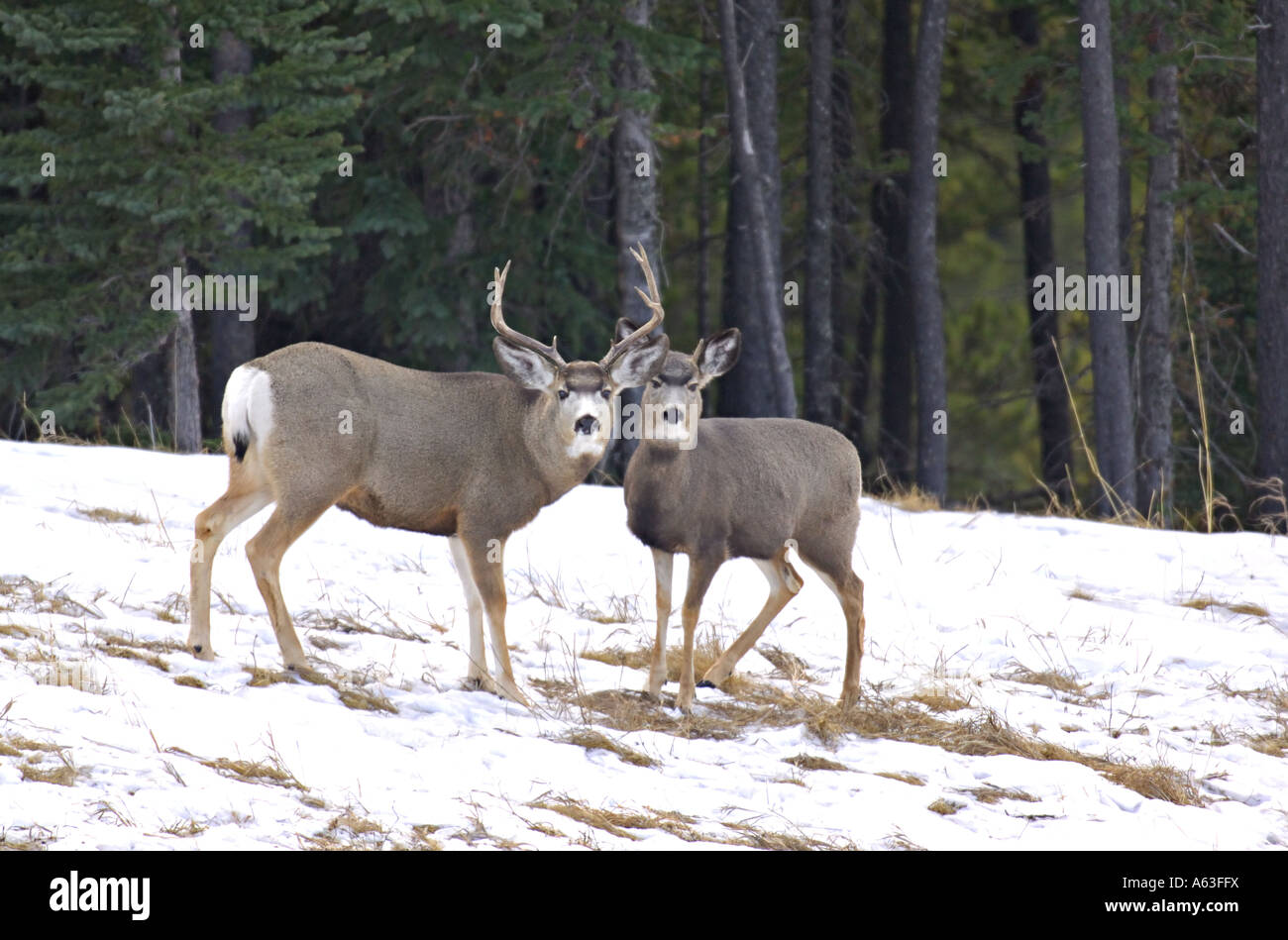 Mule Deer buck et doe. Banque D'Images