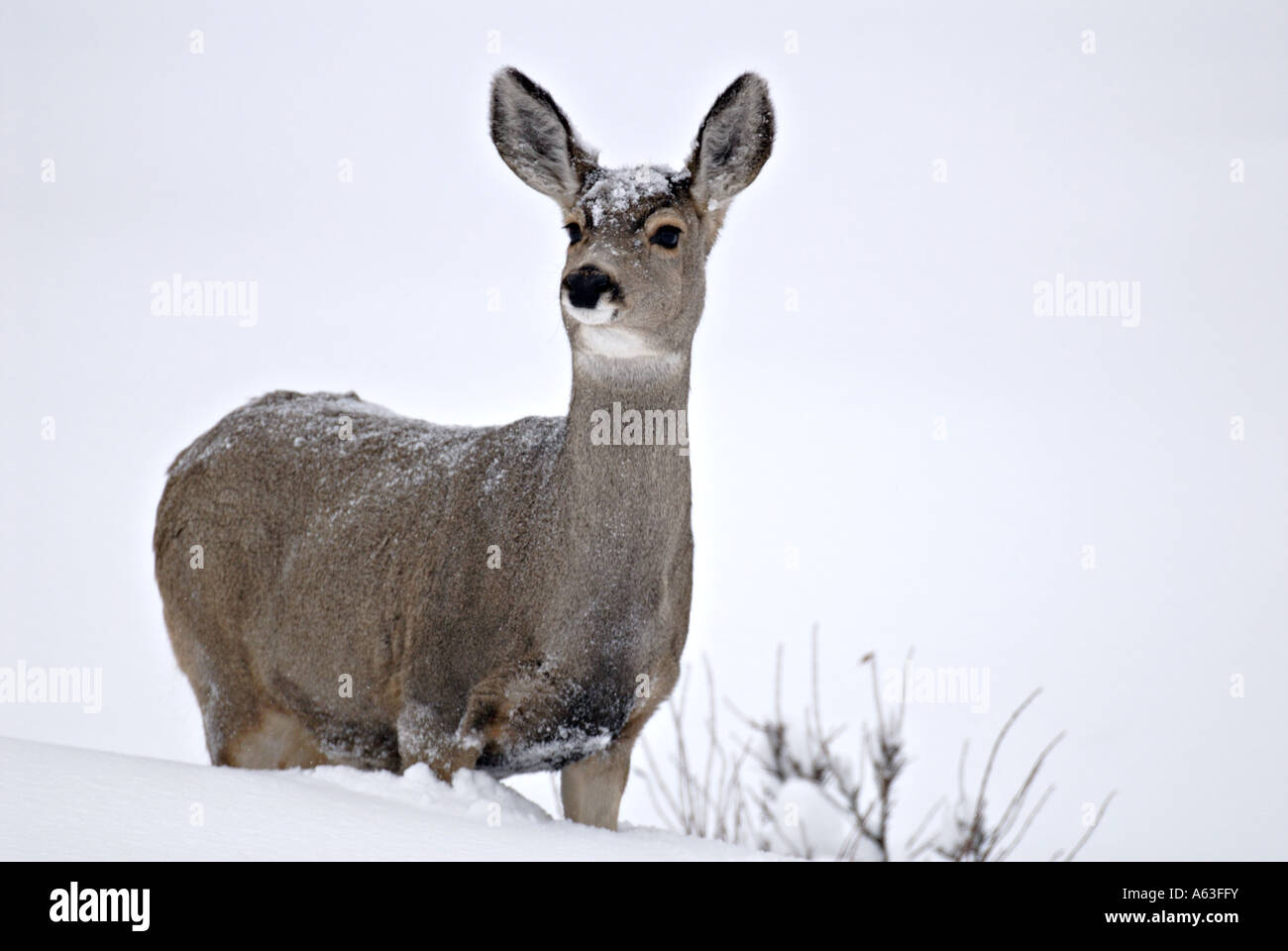 Une mule deer doe Banque D'Images