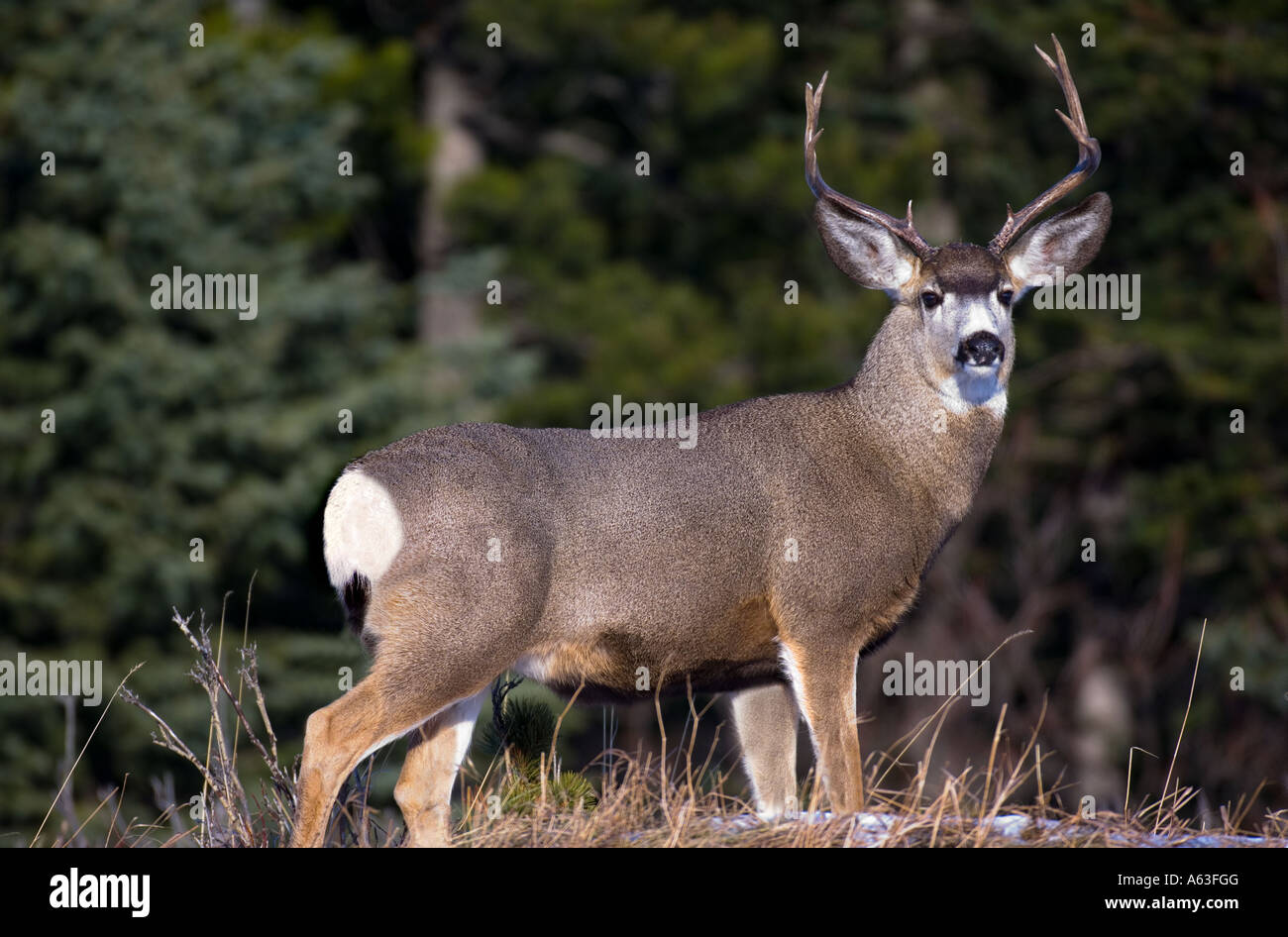 Un grand cerf buck Banque D'Images
