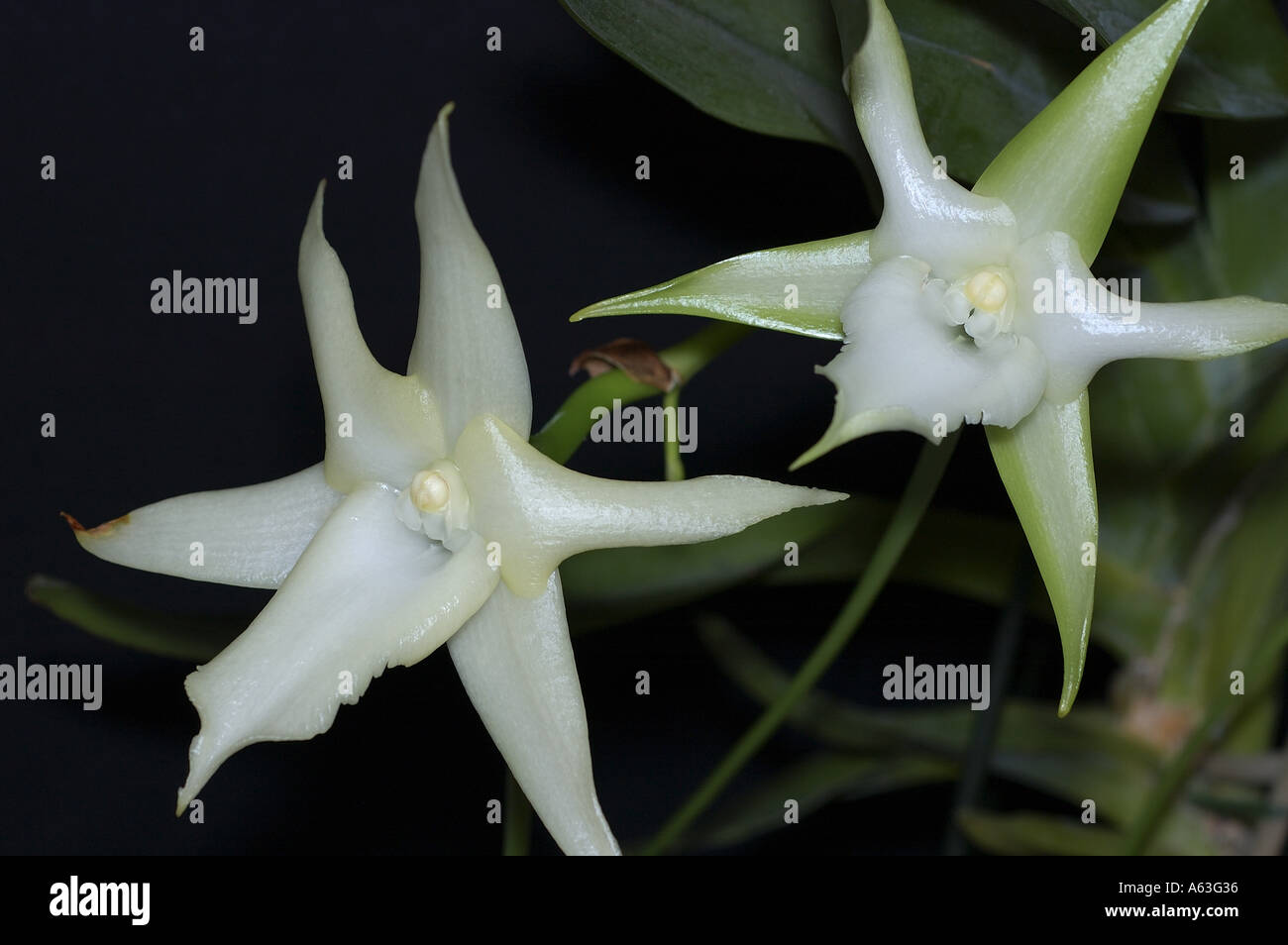 Floraison blanche Orchidée Angraecum sesquipedale (Noël). Banque D'Images