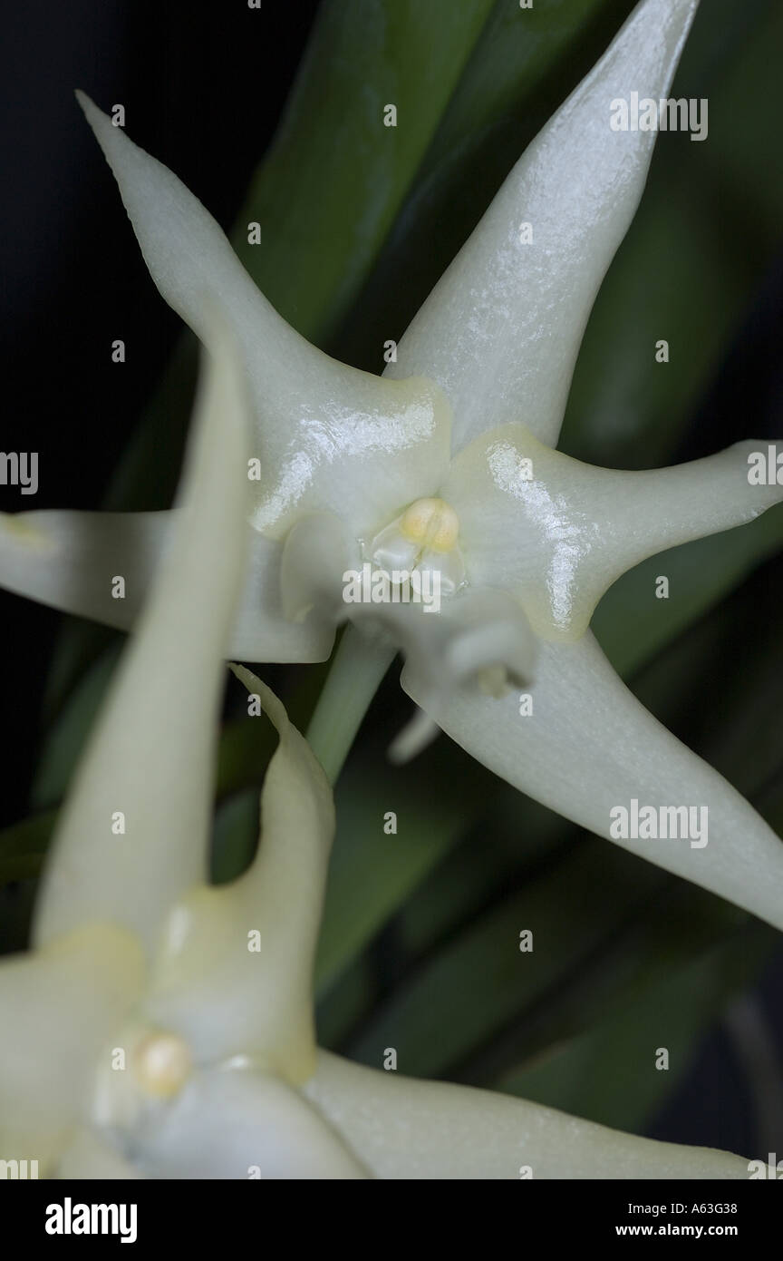 Près d'une orchidée angraecum sesquipedale Banque D'Images