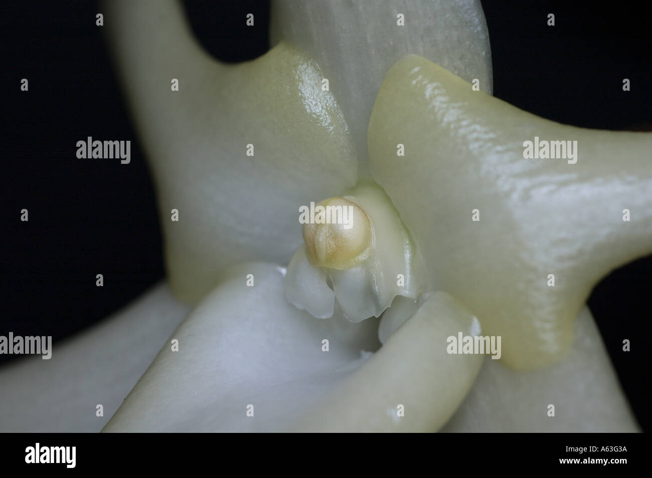 Floraison blanche Orchidée Angraecum sesquipedale (Noël). Banque D'Images