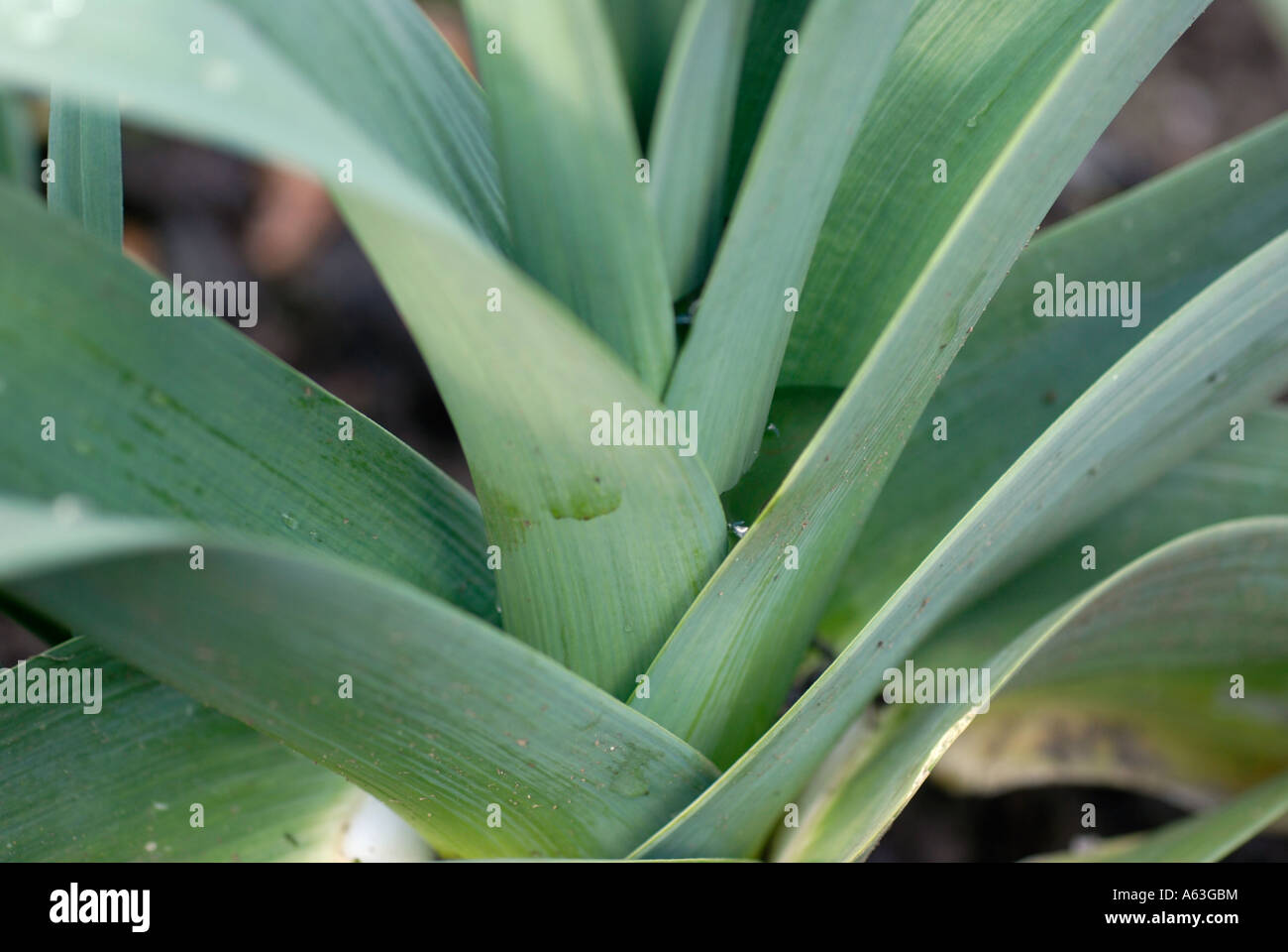 Poireau Banque D'Images