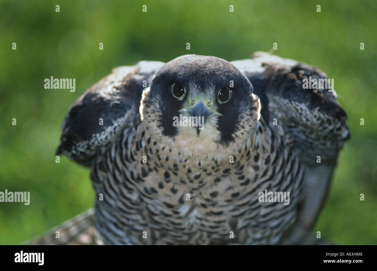 Le faucon pèlerin (Falco peregrinus) Banque D'Images