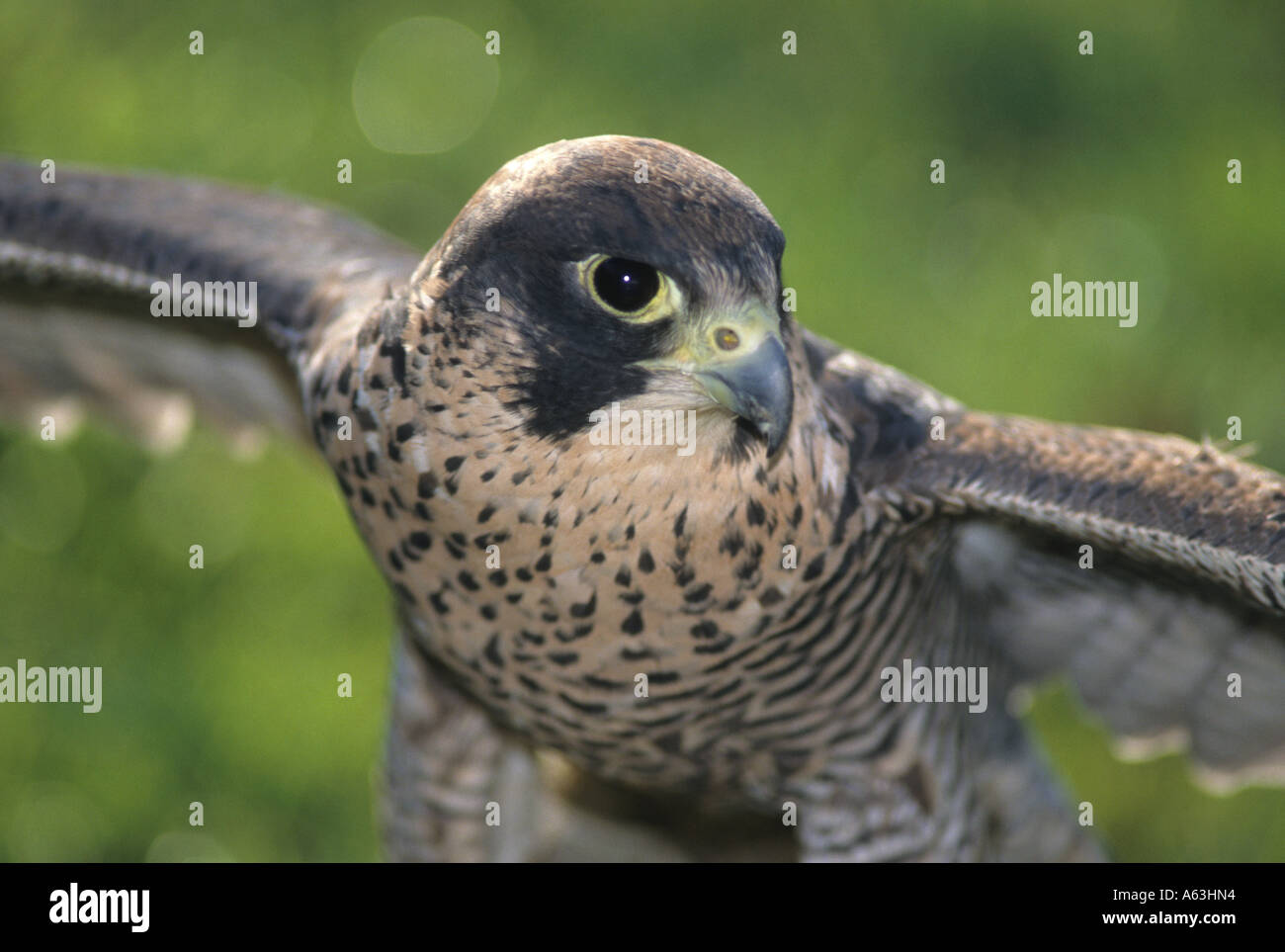 Le faucon pèlerin (Falco peregrinus) Banque D'Images