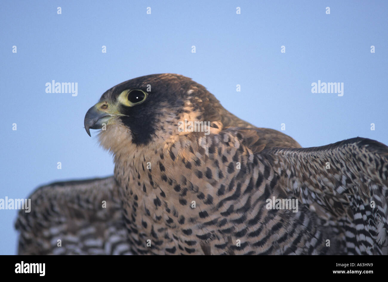 Le faucon pèlerin (Falco peregrinus) Banque D'Images