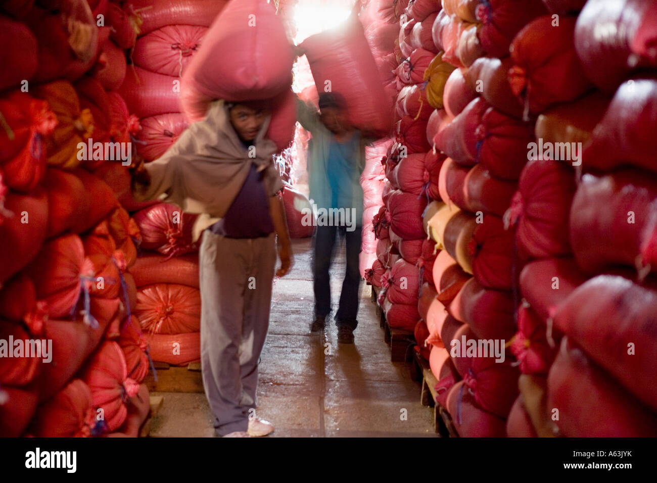 Des travailleurs portent des sacs de 46 kg de baies de café séché à Solcafe Beneficio Matagalpa Nicaragua Banque D'Images