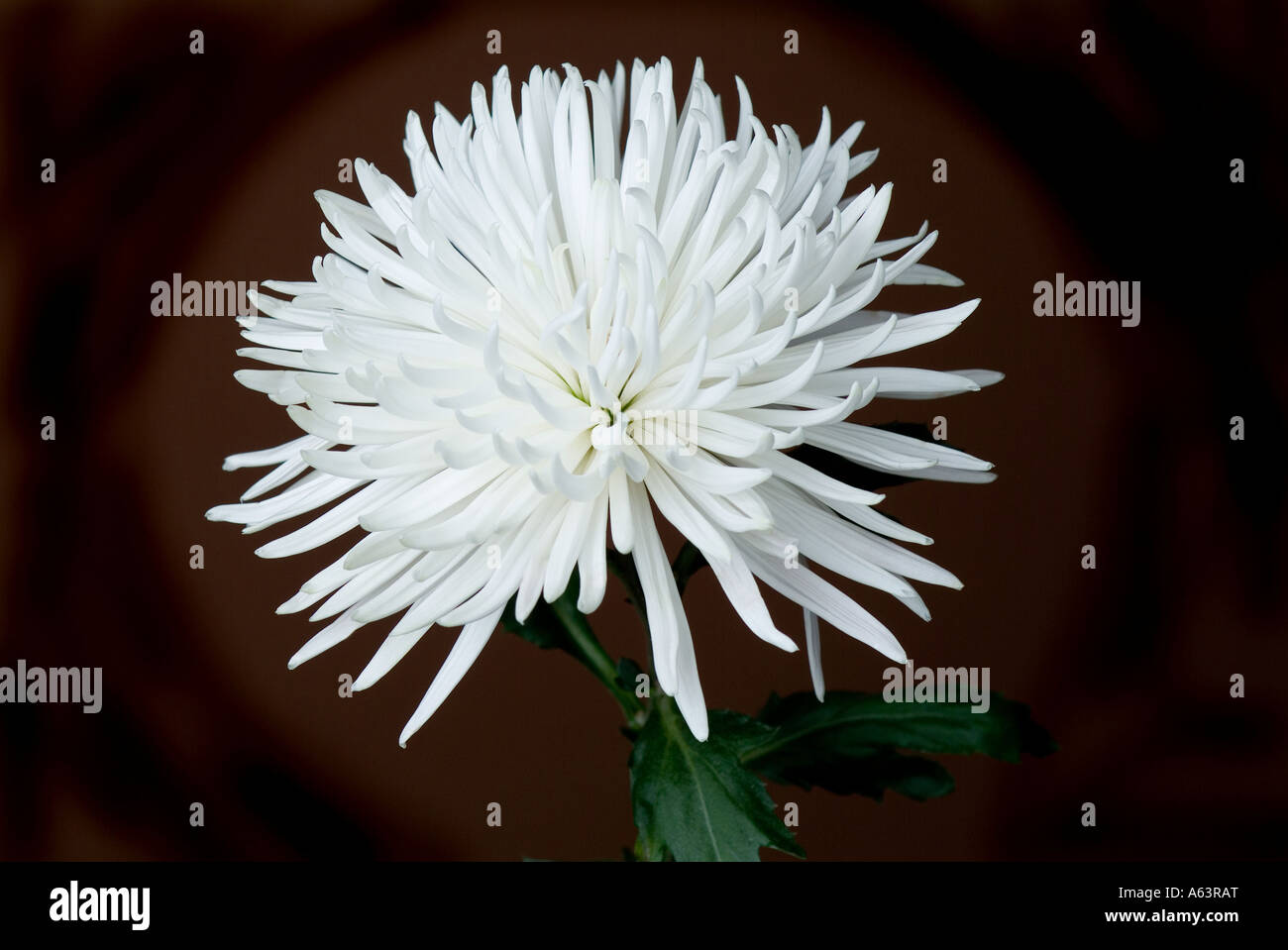 Spider chrysanthème blanc Banque D'Images