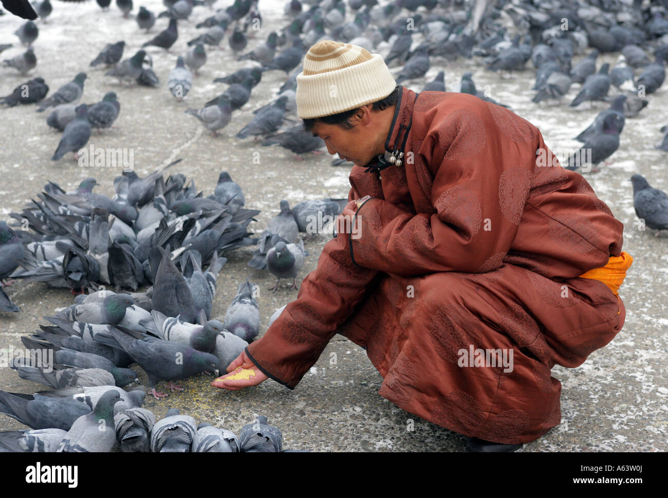 La Mongolie, le moine bouddhiste se nourrit les pigeons dans le monastère bouddhiste Gandantegchenling Ulaan Bataar Banque D'Images