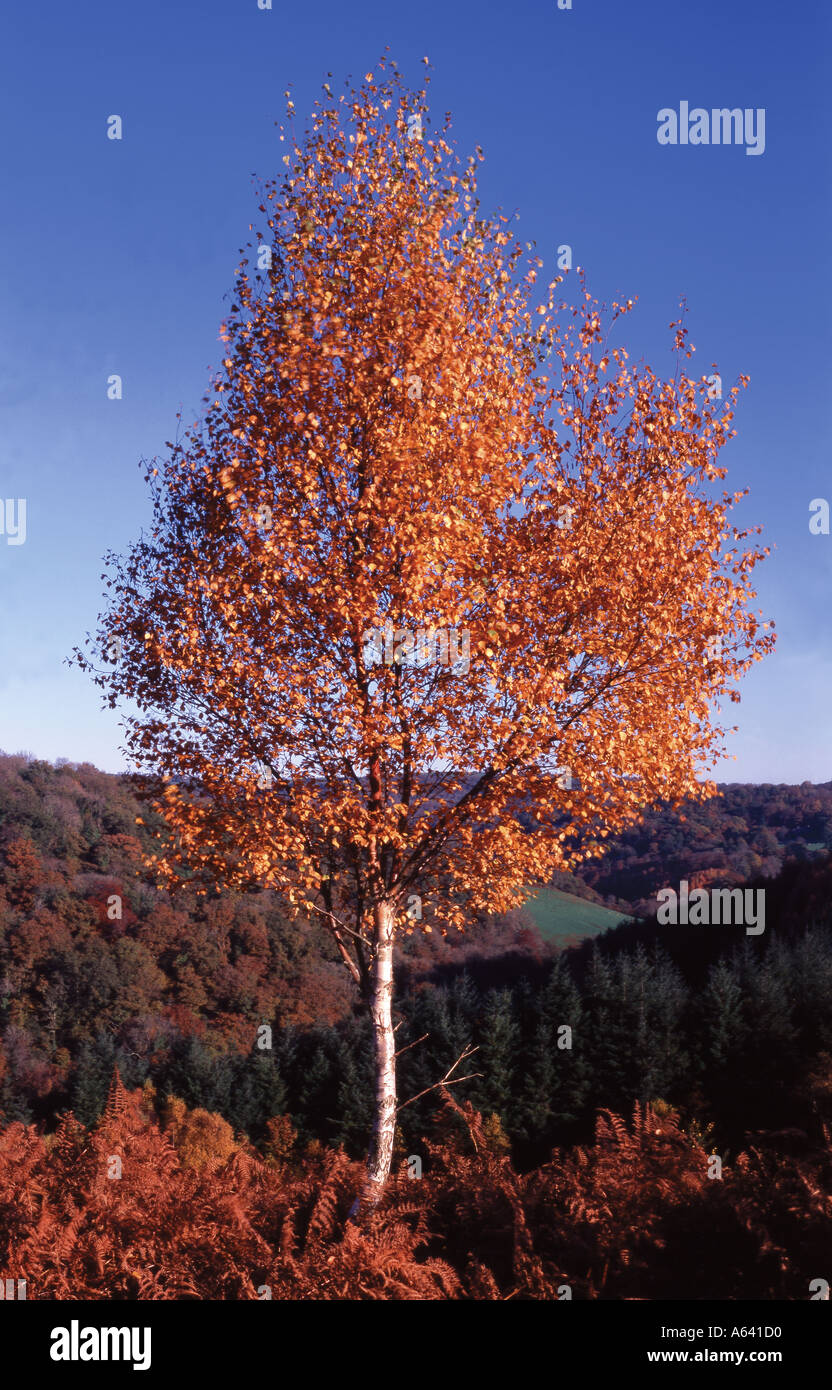 Dartmoor National Park Autumn Banque D'Images