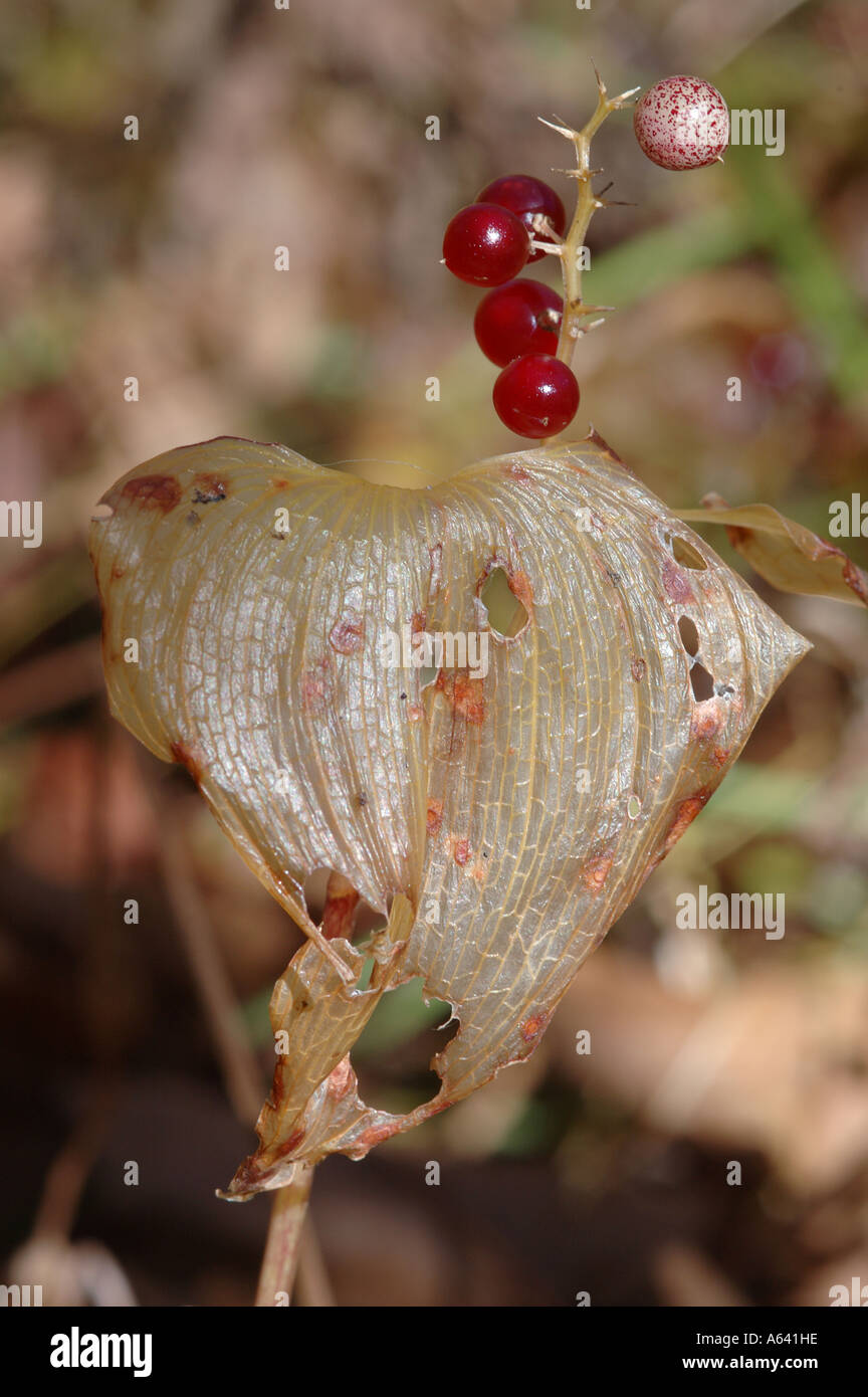 Les baies du Maianthemum dilatatum appelé faux ou sauvages le muguet flétri sur plante en automne profonde sibérie Kamtchatka Banque D'Images