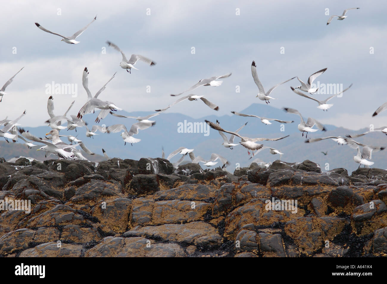 Vol d'oiseaux de mer du Pacifique ( ) de Kittiwake à pattes noires du Nord , Kamchatka , Russie Banque D'Images