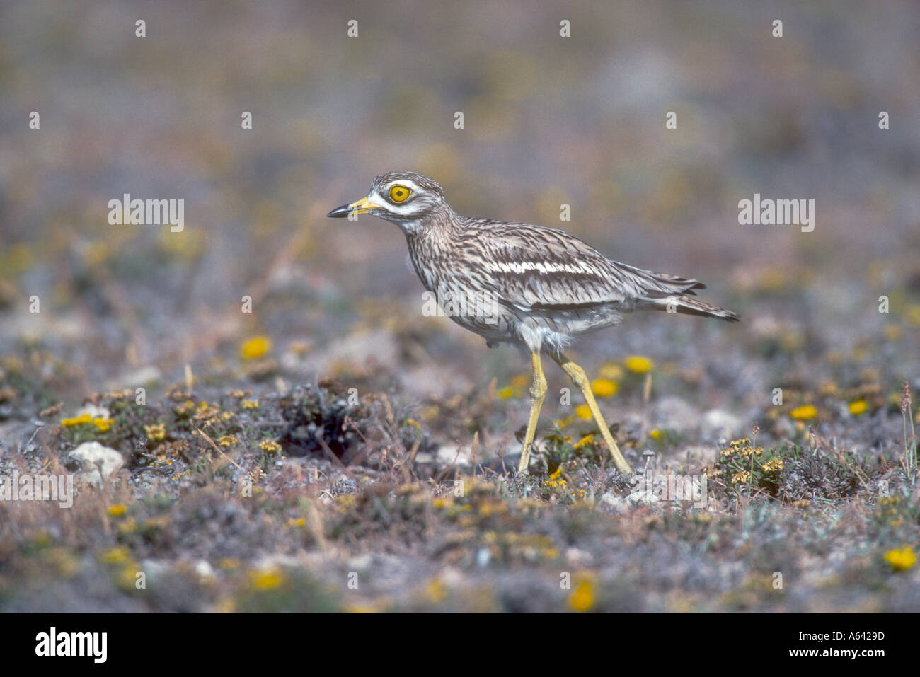 Oedicnème criard Burhinus bistriatus Banque D'Images