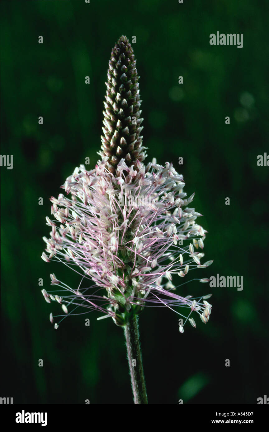 'Plantain Plantago media Hoary' fleur en Coombsdale, Derbyshire 'Grande-bretagne' Banque D'Images