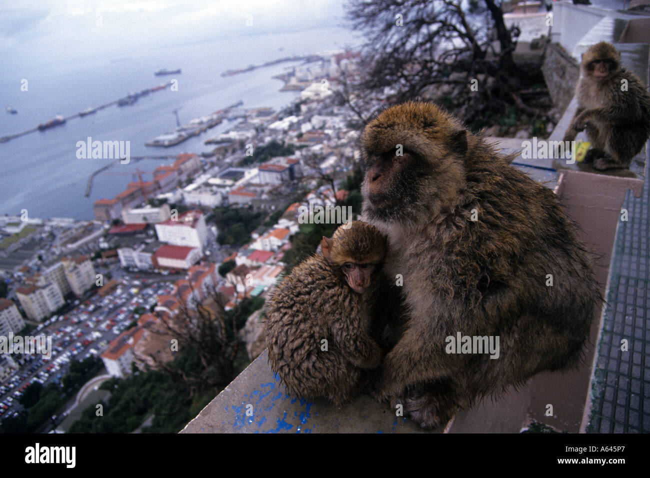 Les singes de Gibraltar Banque D'Images