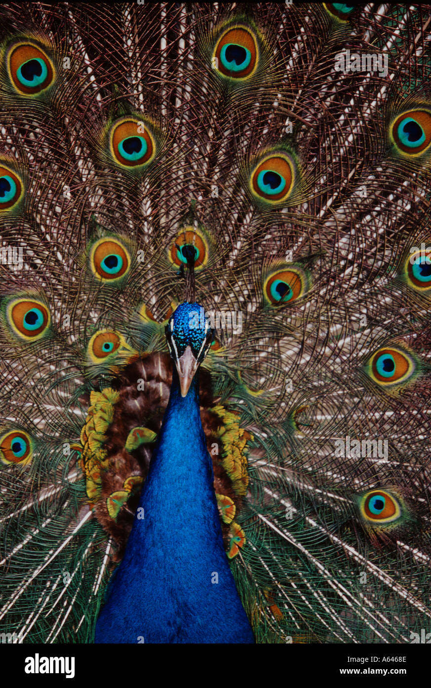 Peacock dans tout l'affichage Banque D'Images