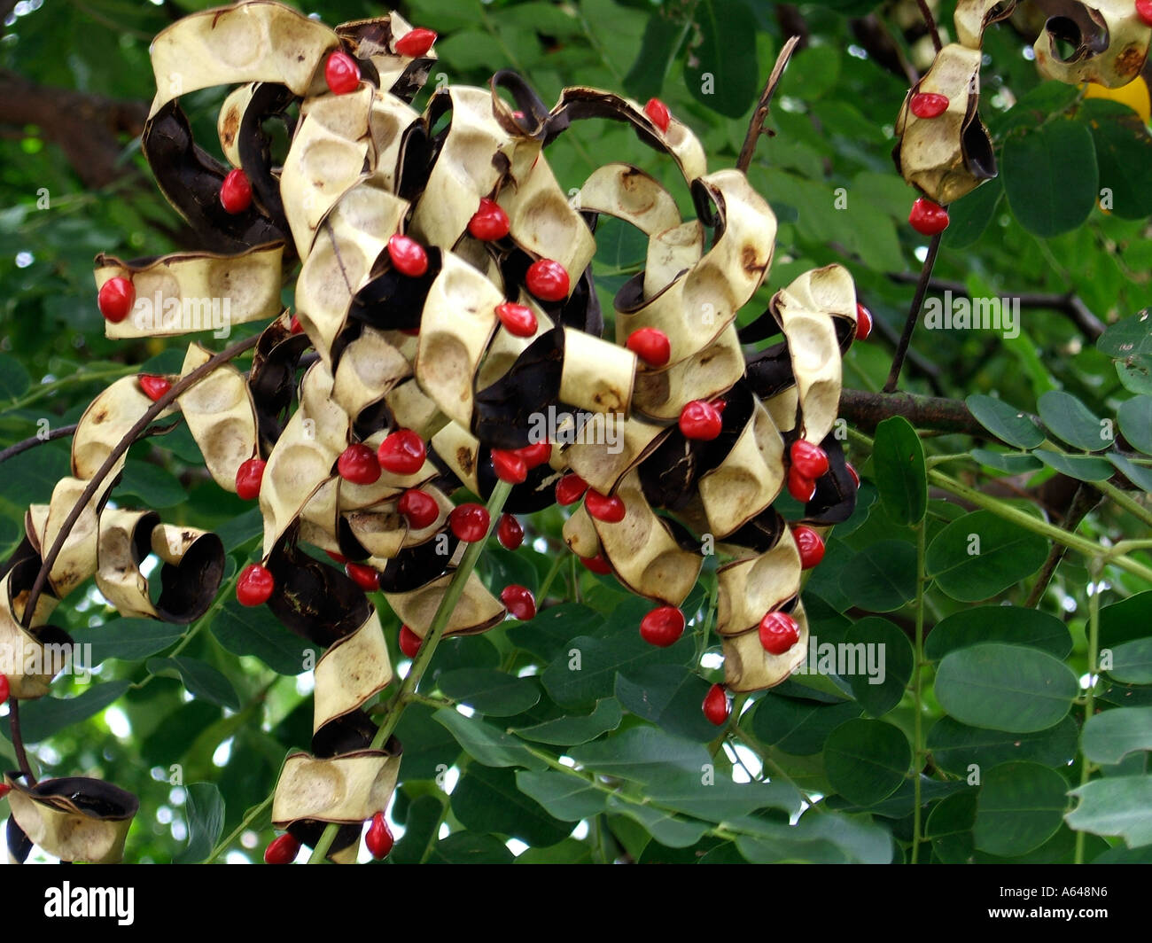 Les coupelles de semences avec des graines rouges Darwin Australie Territoire du nord Banque D'Images