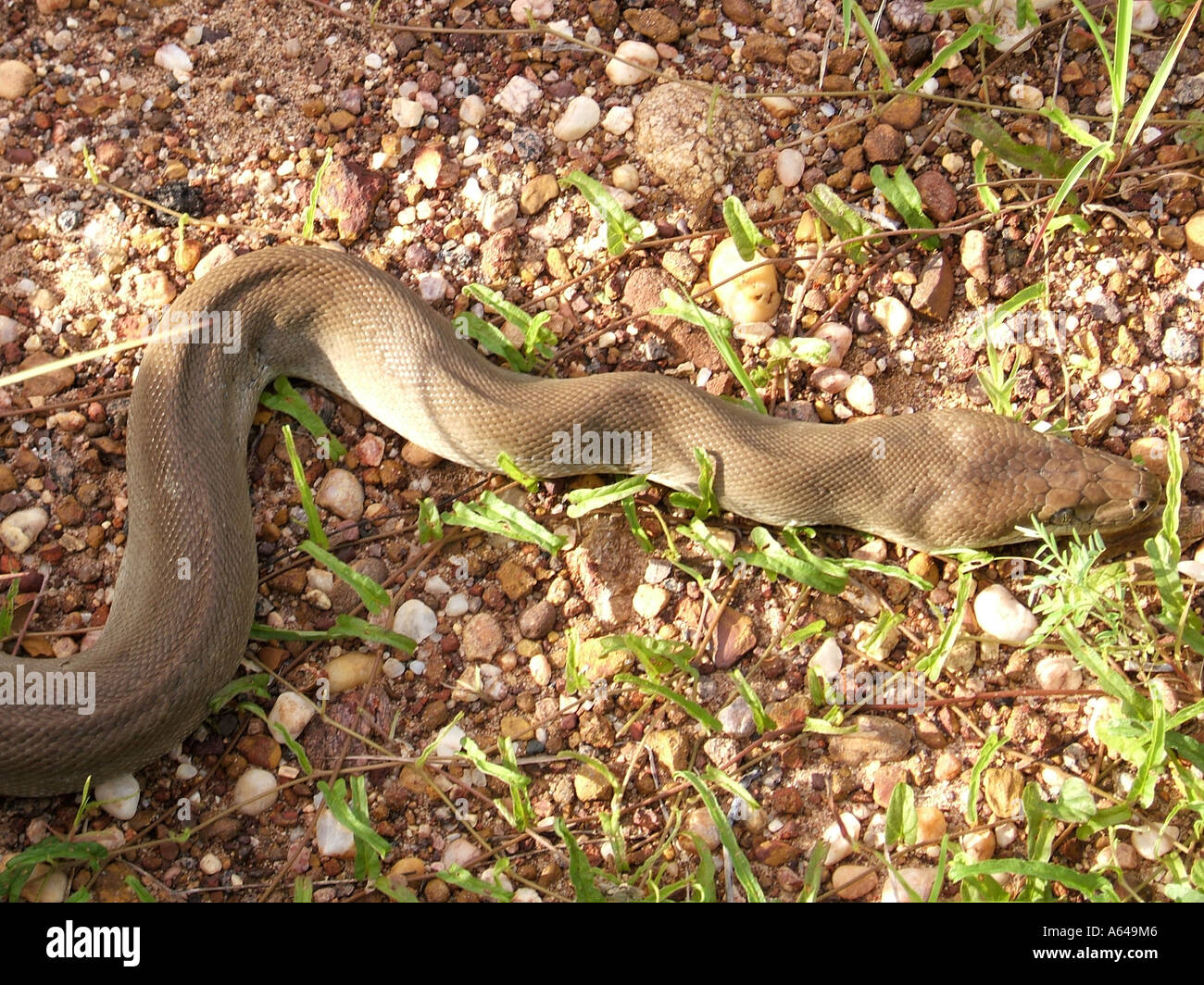 Serpent python Olive Parc National de Kakadu en Australie Territoire du Nord Banque D'Images
