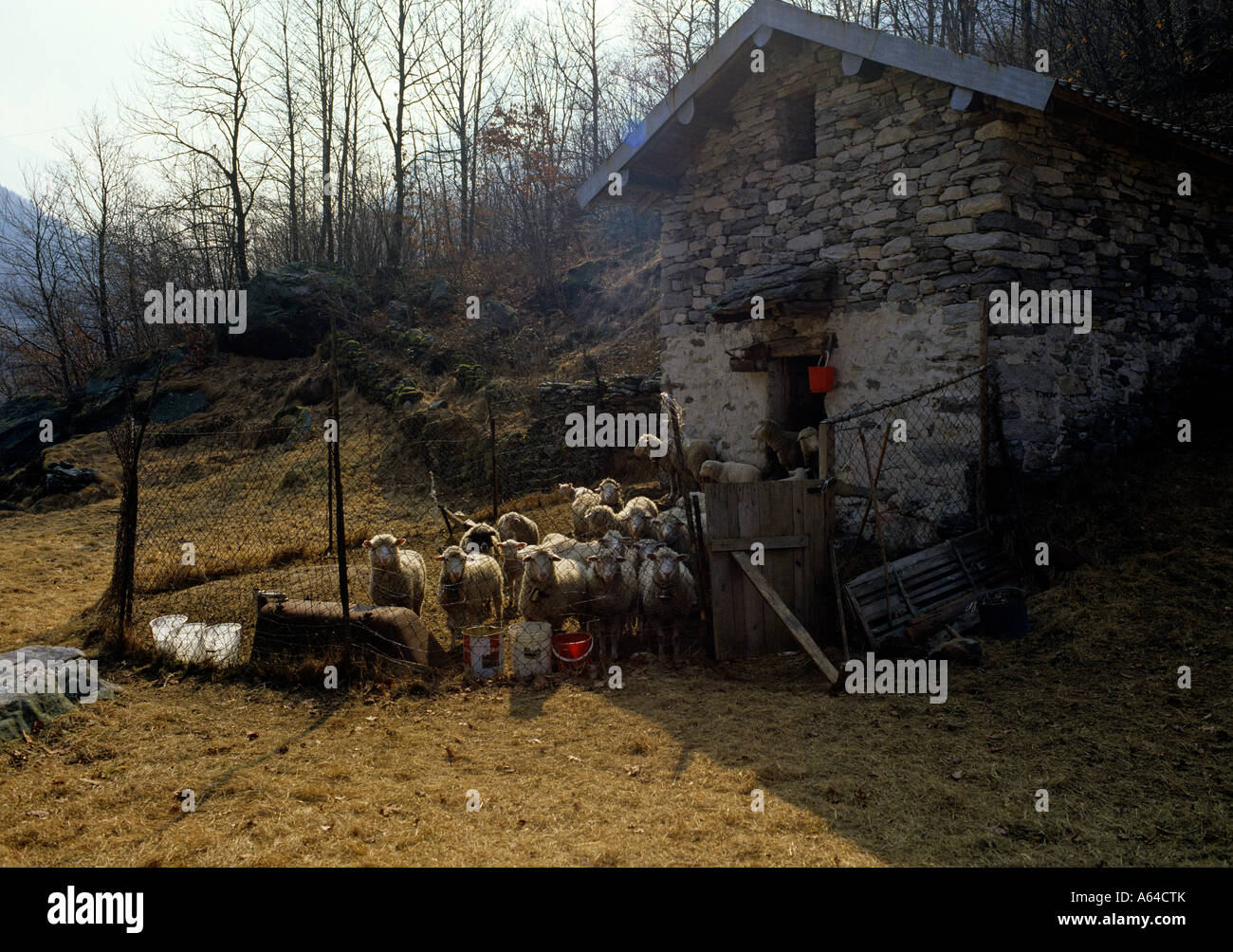 Troupeau de moutons et grange en pierre traditionnelle de la vallée de verzasca alpes Suisse canton du Tessin suisse Banque D'Images