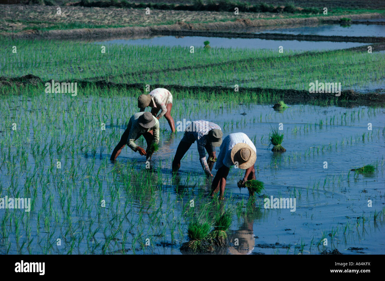 Agriculteur de paddy dans les rizières de la région de la vallée d'Ifugao banaue île de Luzon aux Philippines Banque D'Images