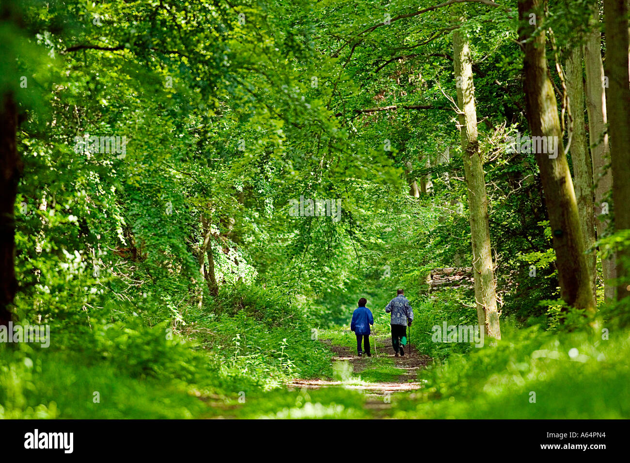 Forêt de Compiègne - OISE - PICARDIE - France Banque D'Images