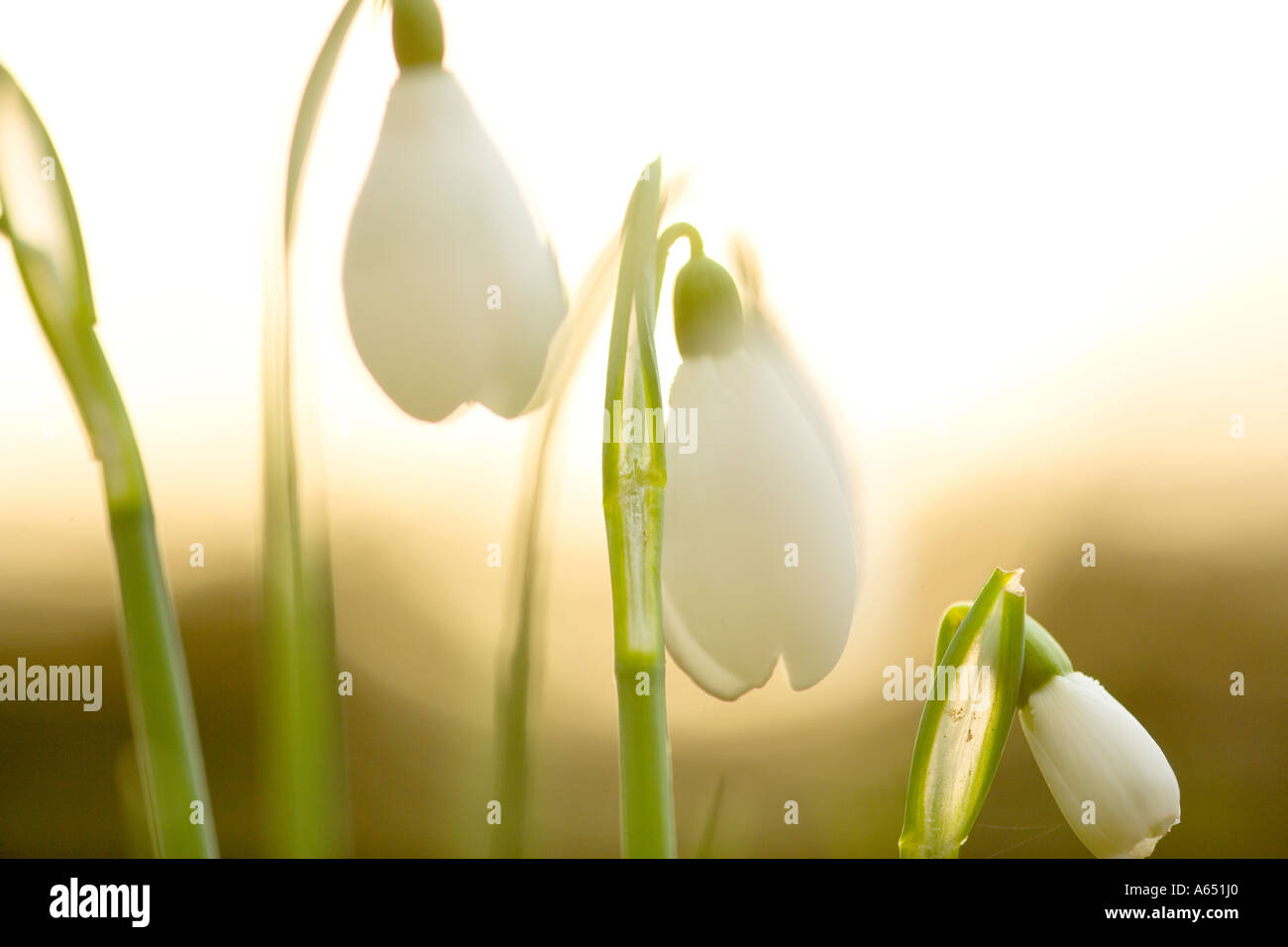 Printemps fleurs snowdrop in grass Banque D'Images