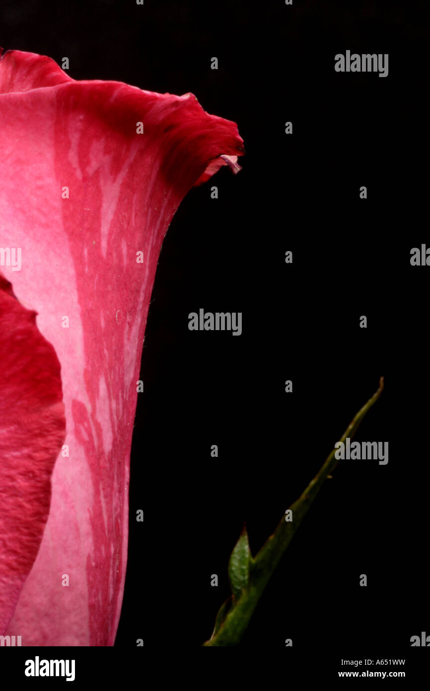 Une verticale de l'image d'une rose sur un fond noir. Banque D'Images