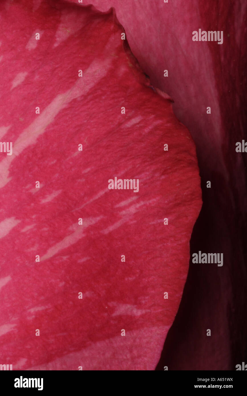 Une verticale de l'image gros plan d'un pétale de rose. Banque D'Images