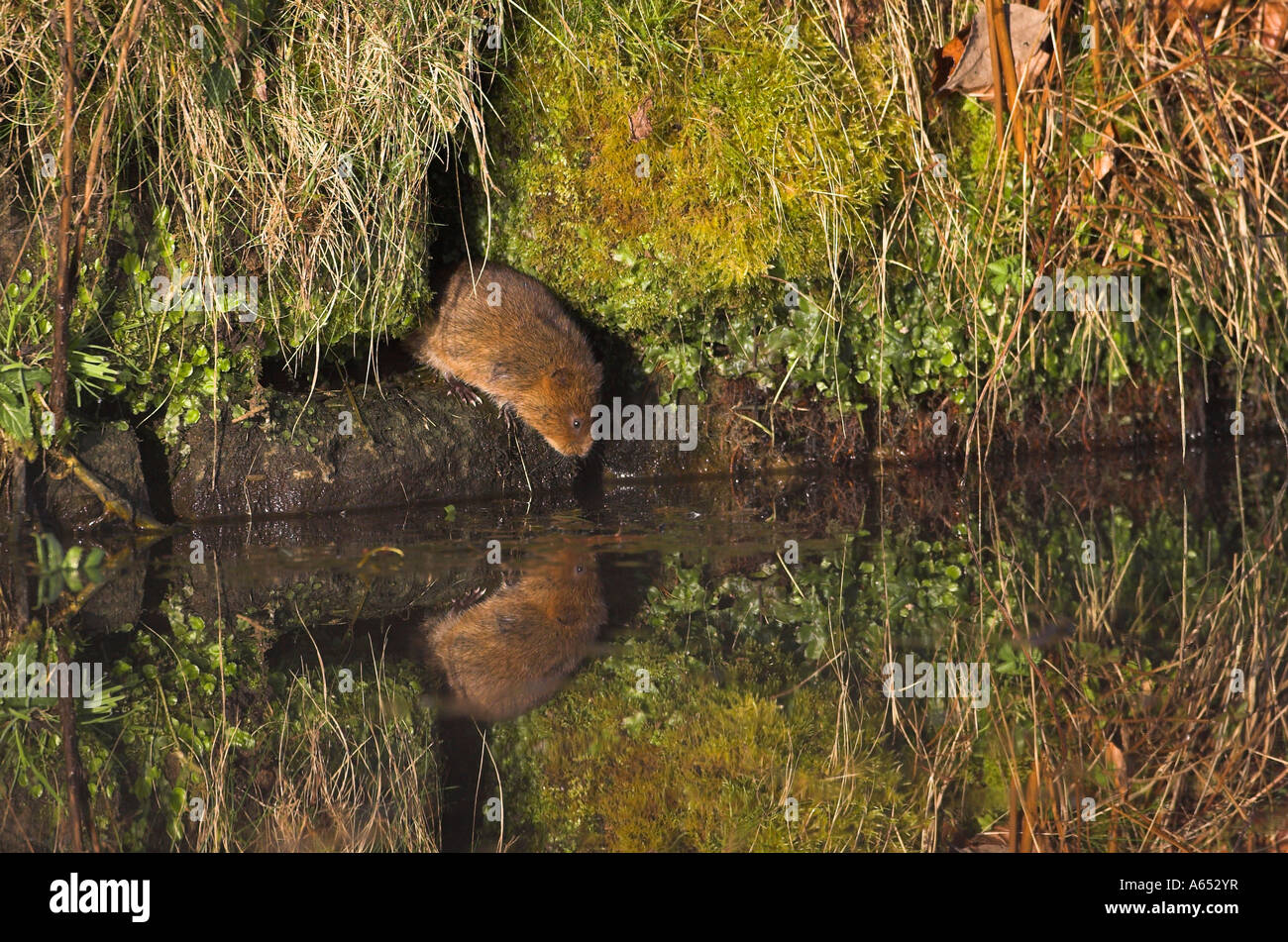 Le campagnol de l'eau Arvicola terrestris Banque D'Images