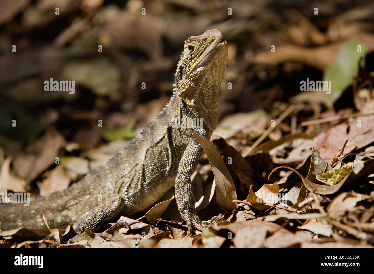 L'eau de l'Est dragon Physignathus lesueurii Banque D'Images